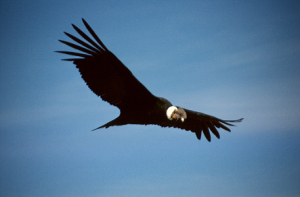 (El ambiente aéreo es natural)