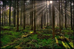 (En los bosques hay árboles de diferentes variedades, tipos y tamaños)