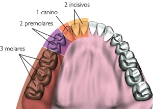 (El ser humano tiene 32 dientes)