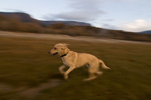 (Fotografía en movimiento)