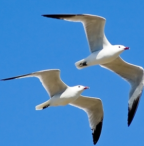 (Las gaviotas se caracterizan por ser prácticamente blancas)