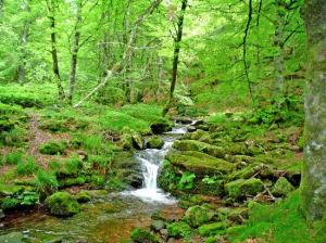 (La selva se caracteriza por su clima cálido y precipitaciones)