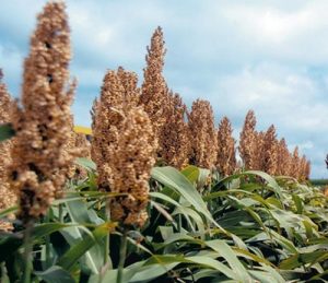 (El sorgo también se usa como alimento para animales)