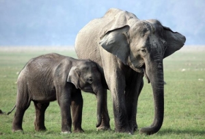 (Los elefantes son un ejemplo de animales vivíparos)