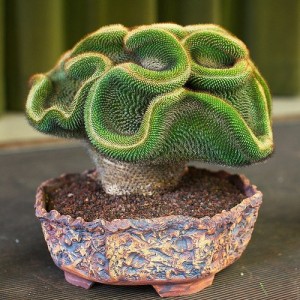 (Austrocylindropuntia)