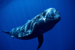 (Calderón de aleta corta)