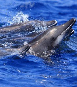 (Delfín de hocico estrecho)