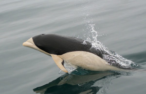 (Delfín septentrional sin aleta)