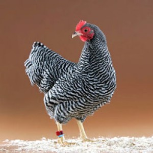 (Las gallinas se clasifican según sus usos)