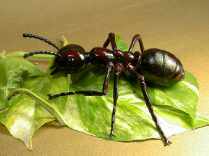 (Las hormigas viven en comunidades muy complejas)