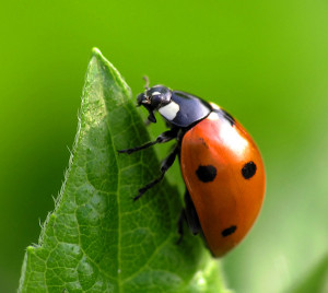 (Los insectos representan el 90% de vida sobre la tierra)