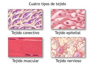 (Clasificación de los tejidos animales)