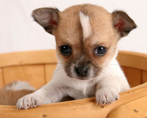 (Chihuahua)