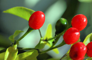 (Chile piquín)