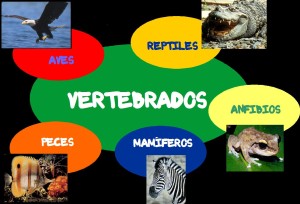 (Clasificación de los vertebrados)