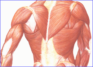 (Fibras musculares. Ilustración)
