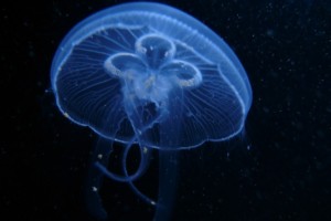 (Las medusas tienen simetría radial)