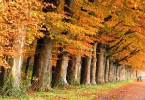 (Un bosque es una comunidad densamente poblada)