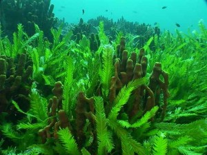(Las algas suelen vivir debajo del agua)